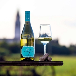 Pinot Bianco 2024 - Vini Brojli Aquileia